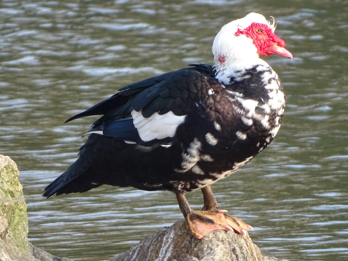 Diapositive Canard de Barbarie (4).jpeg 