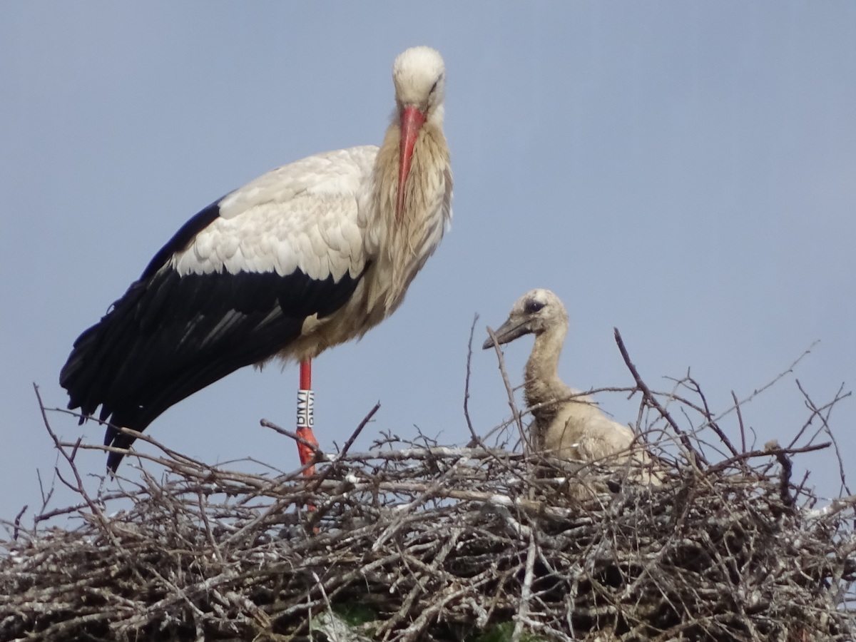 Diapositive Cigogne (4).jpeg 