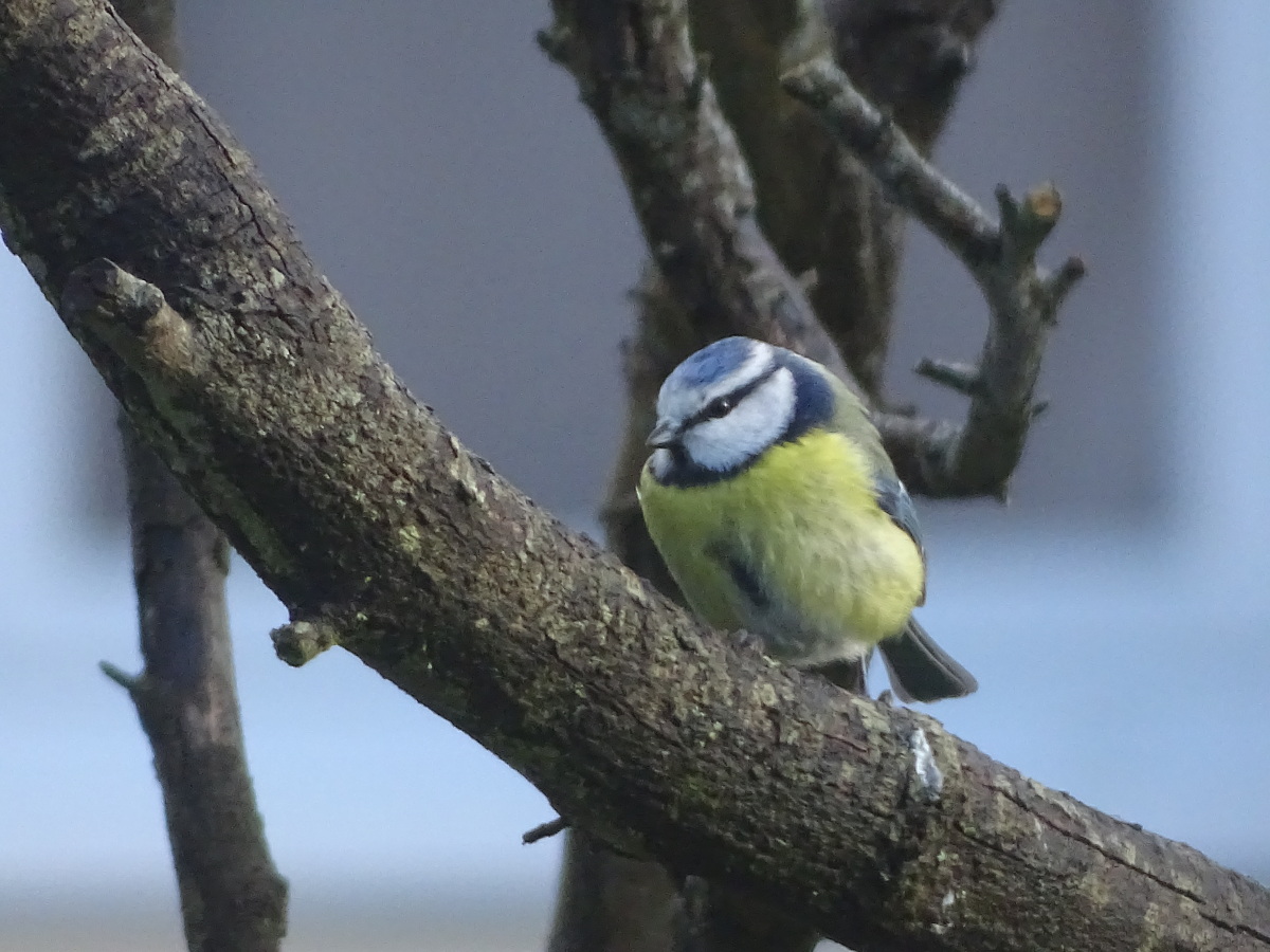 Diapositive Mésange bleue (6).jpeg 