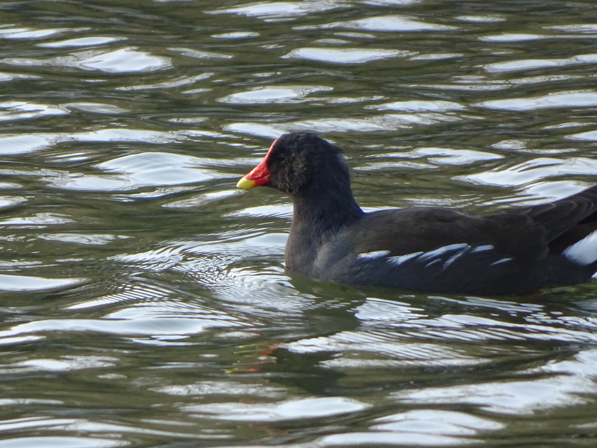 Diapositive Poule d'eau (1).jpeg 