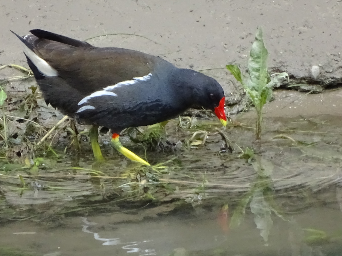 Diapositive Poule d'eau.jpeg 