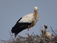 Vignette Cigogne (3).jpeg 