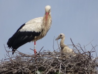 Vignette Cigogne (4).jpeg 