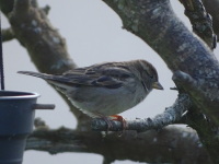 Vignette Moineau.jpeg 