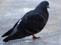 Vignette Pigeon.jpeg 