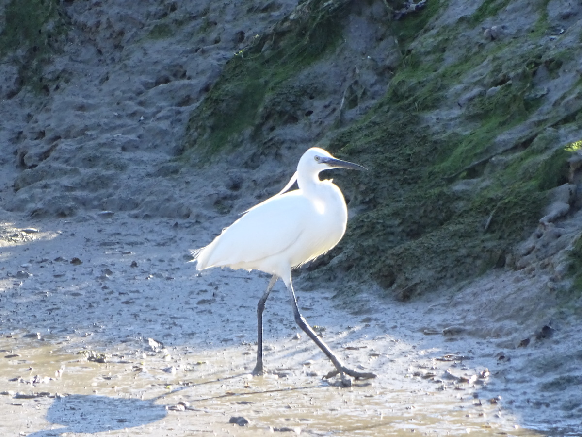 Diapositive Aigrette (1).jpeg 