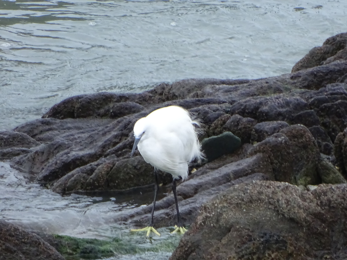 Diapositive Aigrette (2).jpeg 