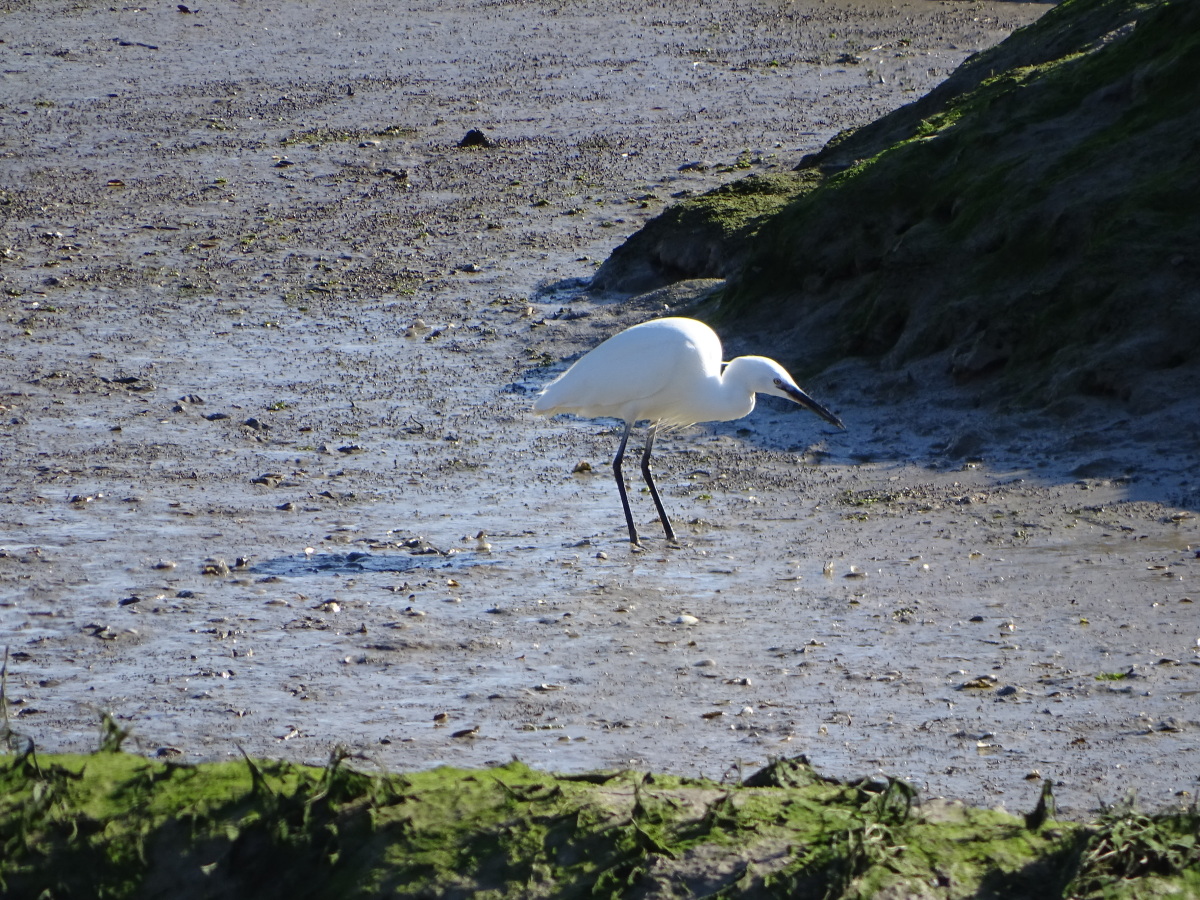 Diapositive Aigrette (4).jpeg 