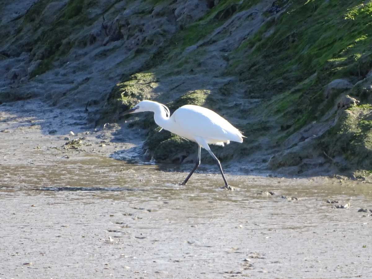 Diapositive Aigrette (5).jpeg 