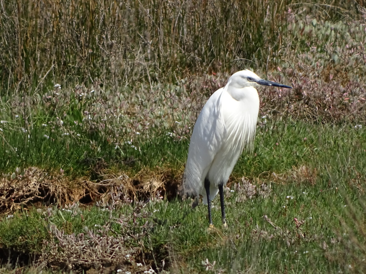 Diapositive Aigrette (8).jpeg 