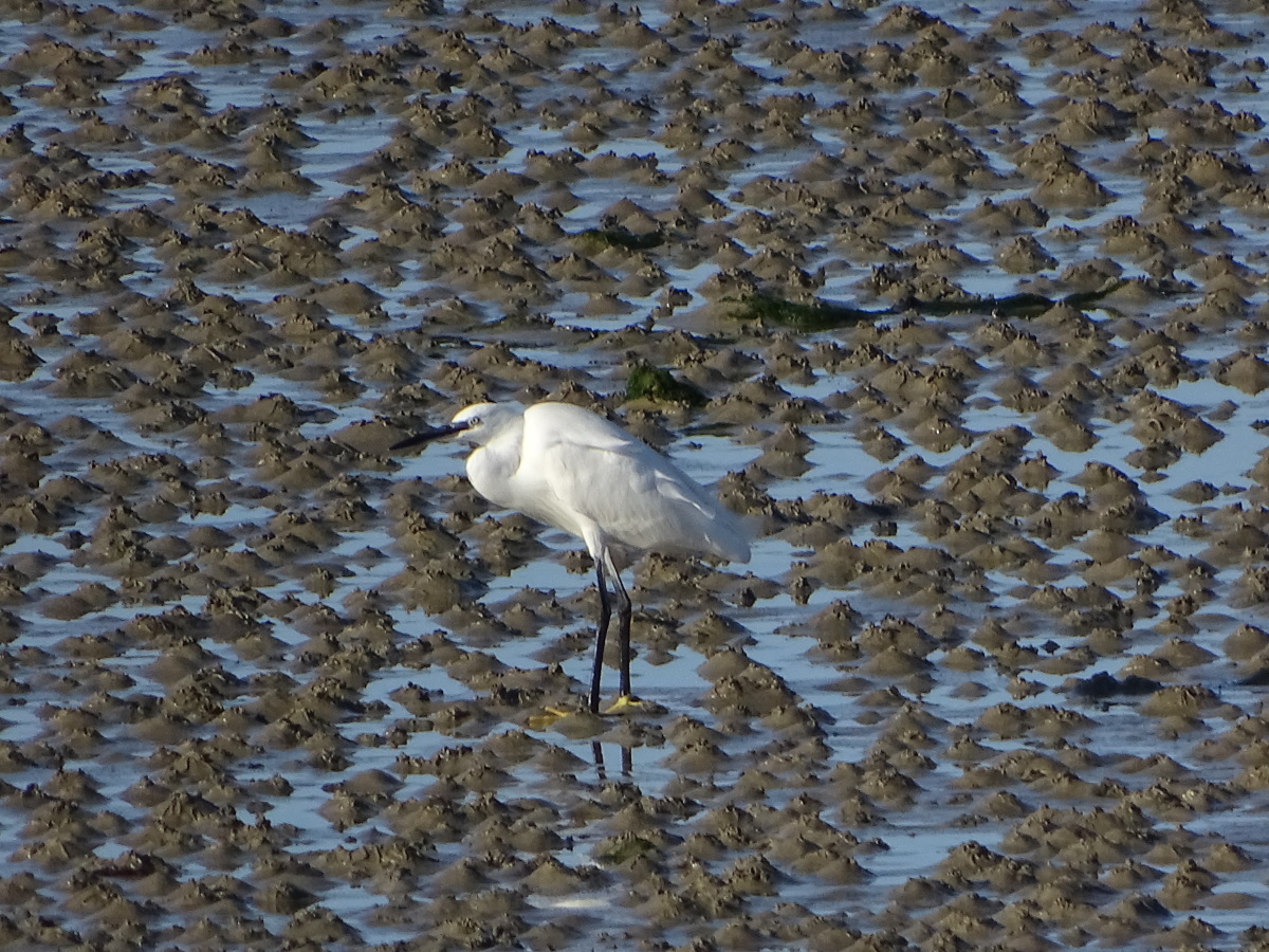 Diapositive Aigrette garzette .jpeg 