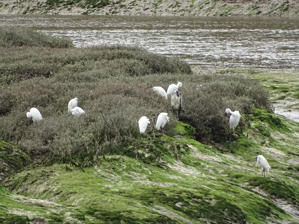 Diapositive Aigrettes et Heron.jpeg 