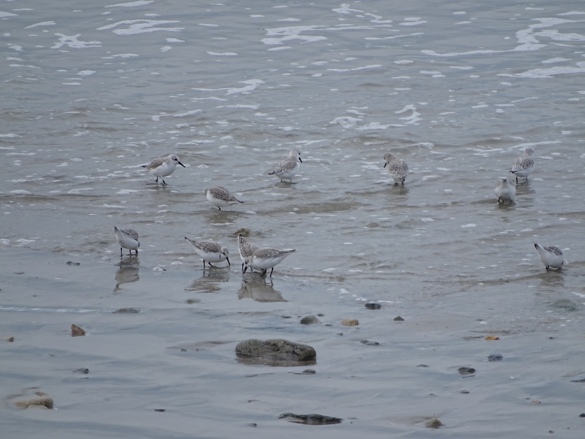 Diapositive Becasseau Sanderling (15).jpeg 