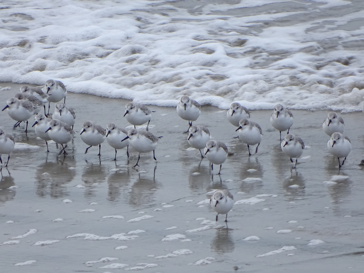 Diapositive Becasseau Sanderling (17).jpeg 