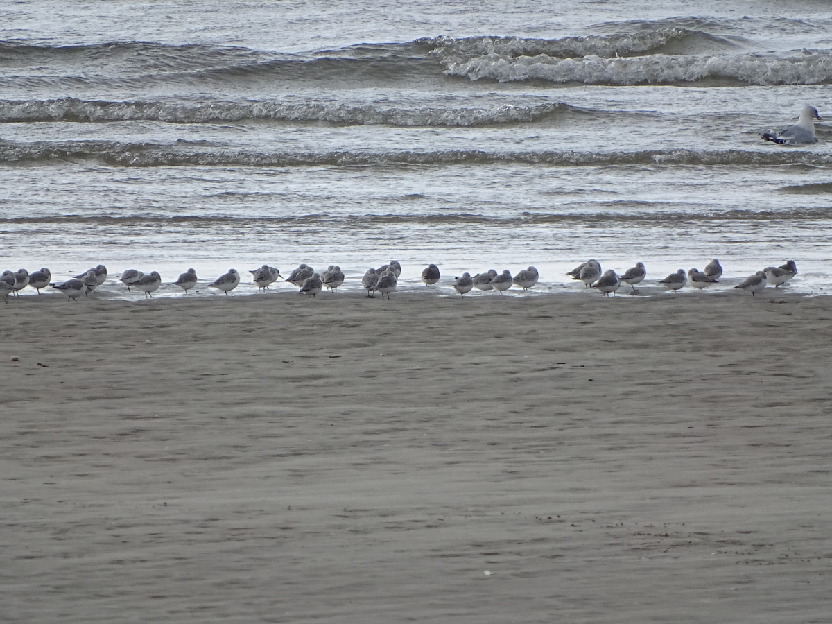 Diapositive Becasseau Sanderling (19).jpeg 