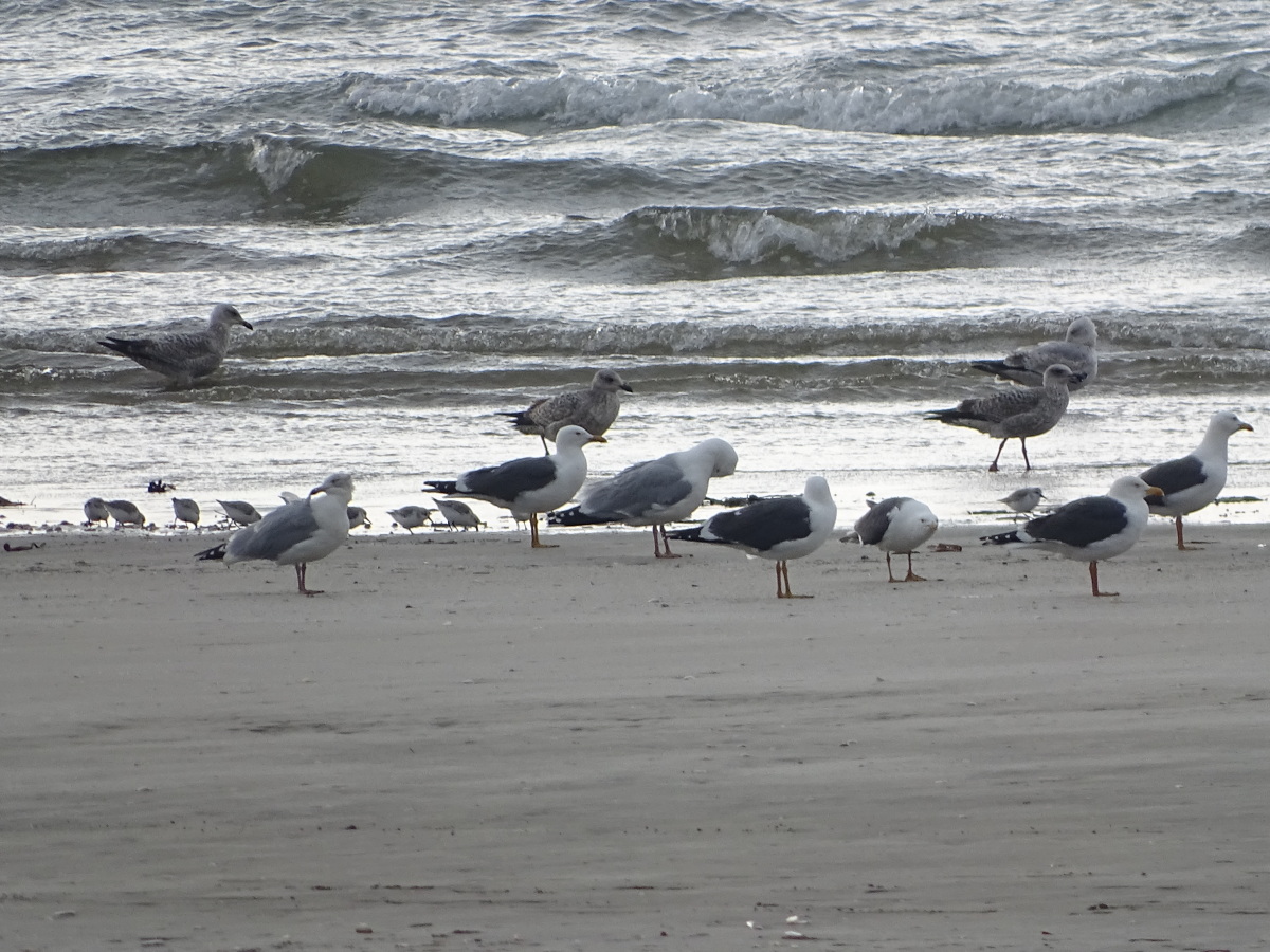 Diapositive Becasseau Sanderling (21).jpeg 