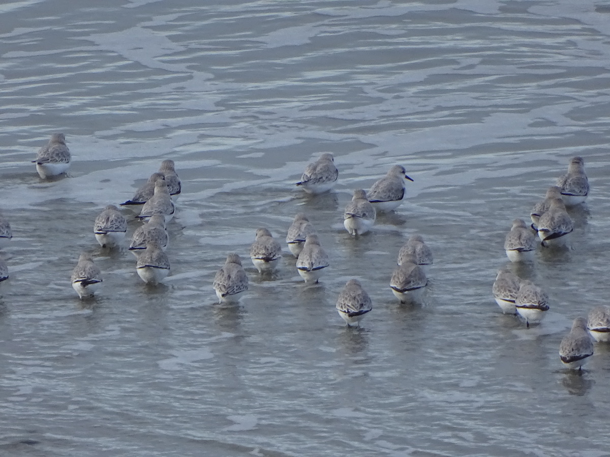 Diapositive Becasseau Sanderling (22).jpeg 