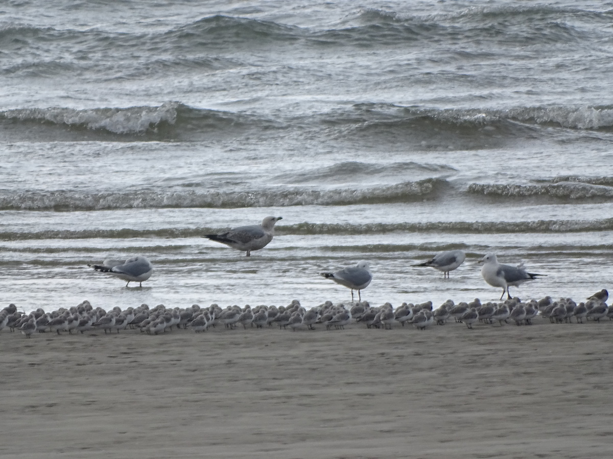 Diapositive Becasseau Sanderling (30).jpeg 