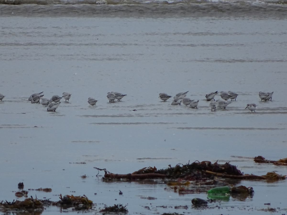 Diapositive Becasseau Sanderling&Canette.jpeg 