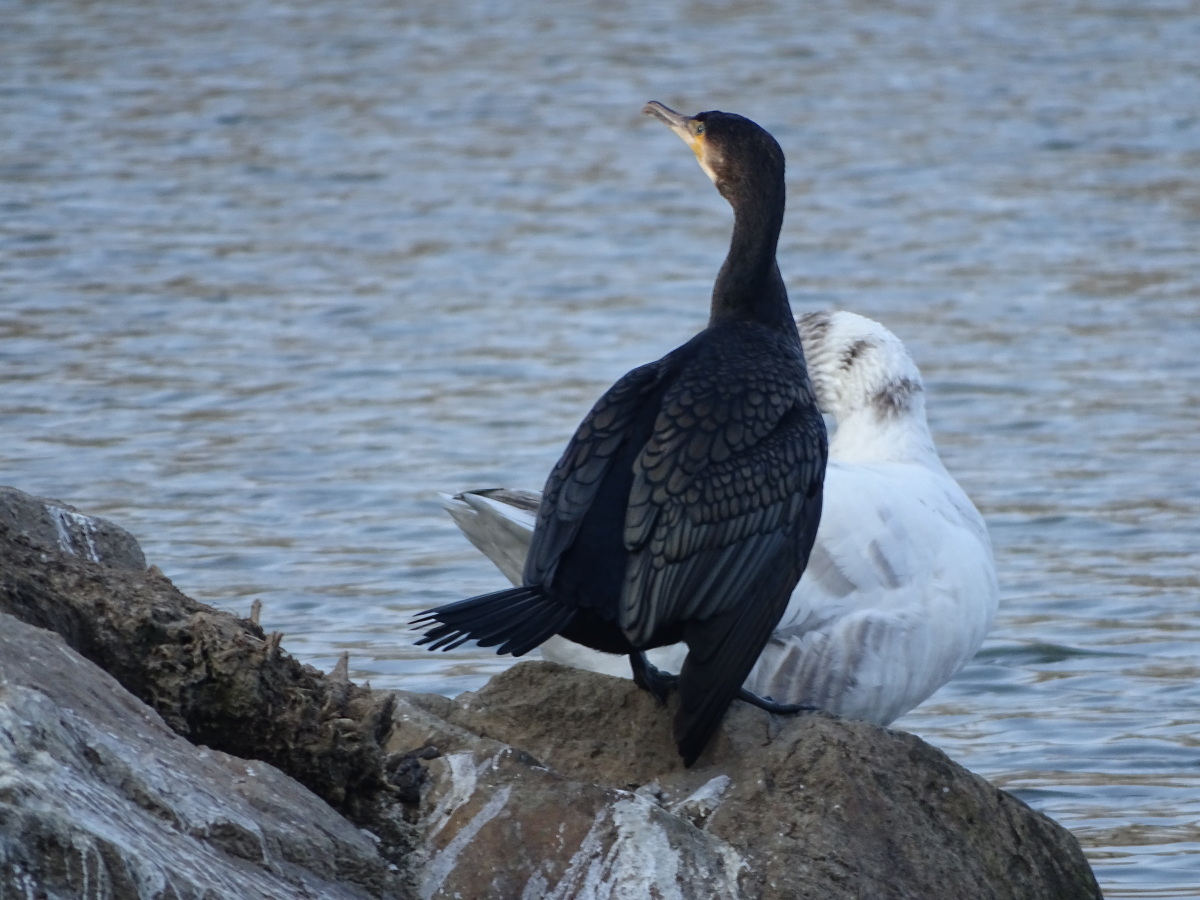 Diapositive Cormoran (3).jpeg 