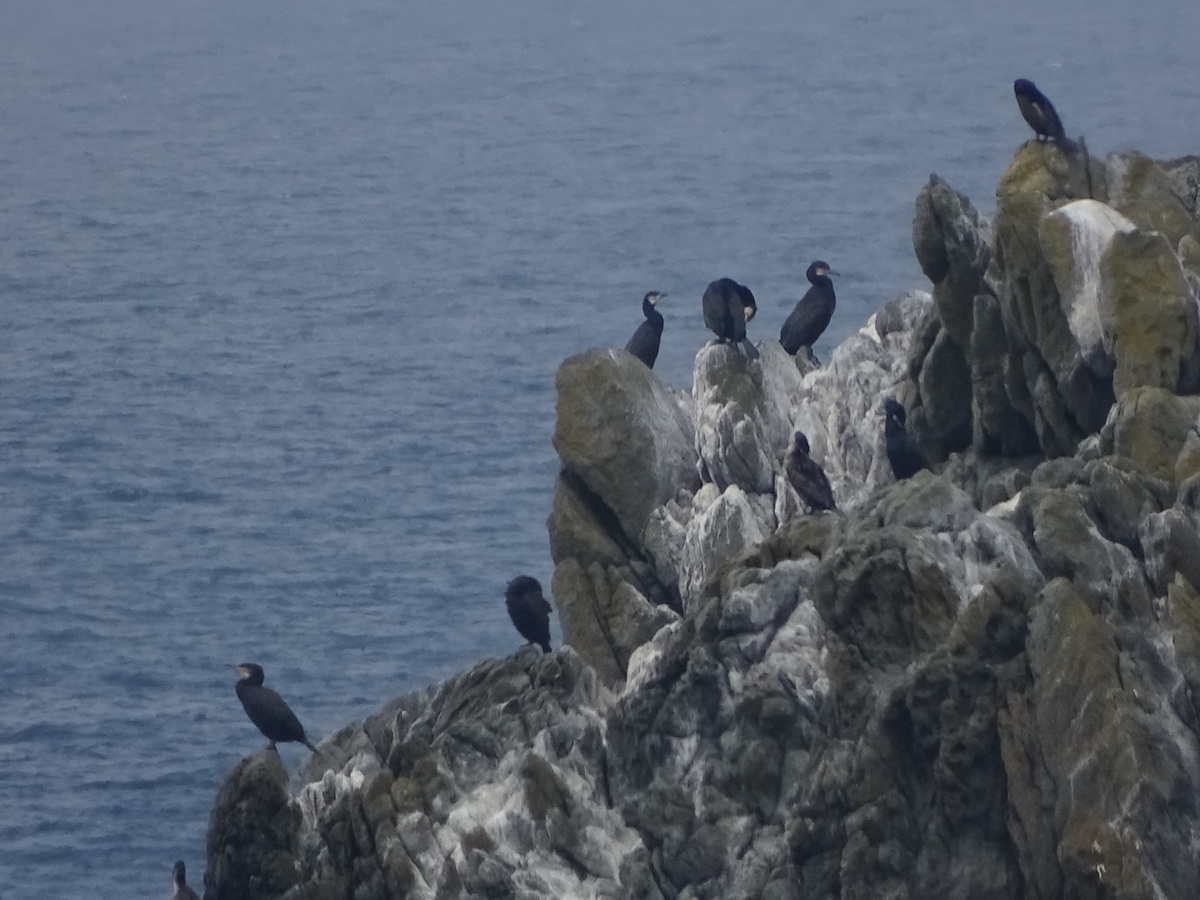 Diapositive Cormorans.jpeg 