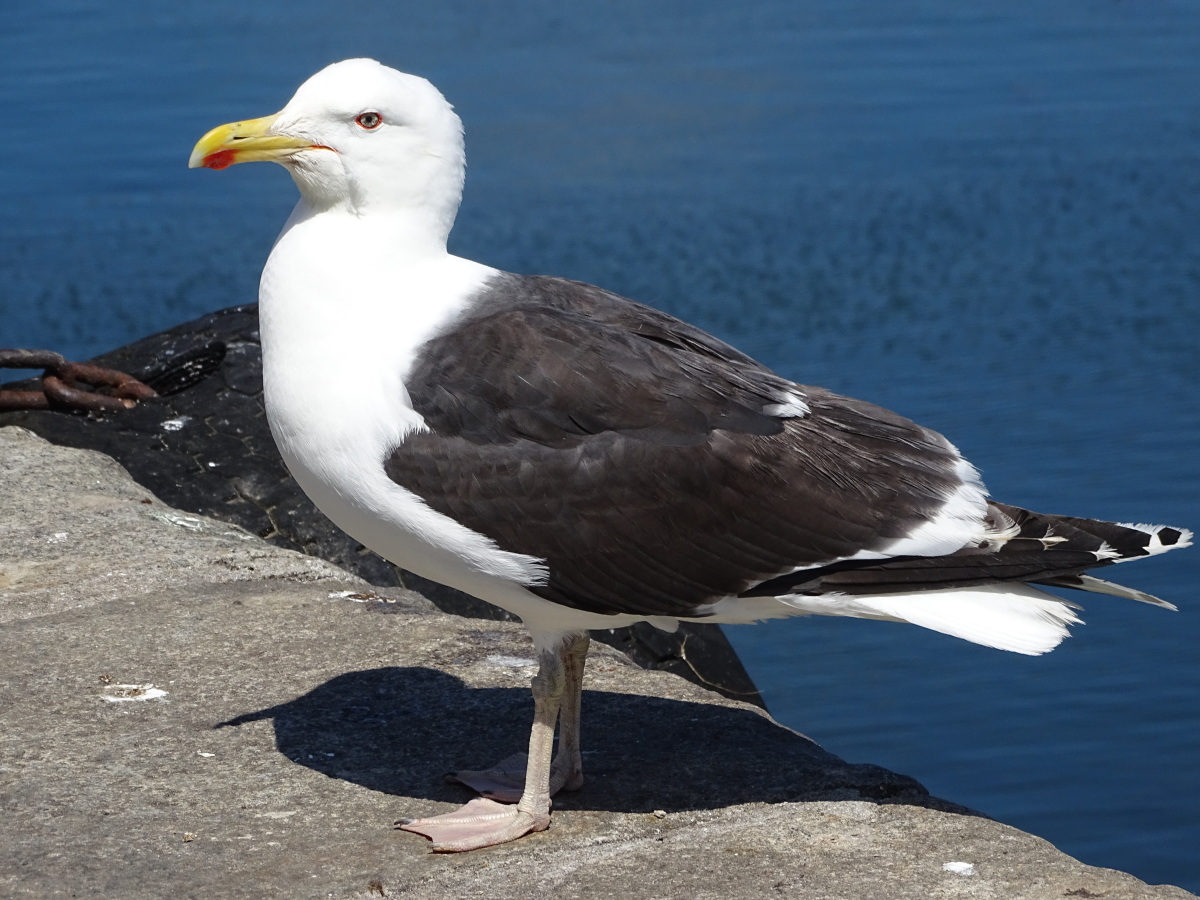 Diapositive Goeland marin (3).jpeg 