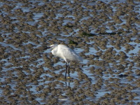 Vignette Aigrette garzette .jpeg 