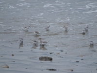 Vignette Becasseau Sanderling (15).jpeg 