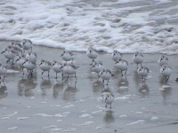 Vignette Becasseau Sanderling (17).jpeg 