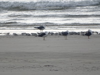 Vignette Becasseau Sanderling (18).jpeg 