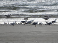 Vignette Becasseau Sanderling (21).jpeg 