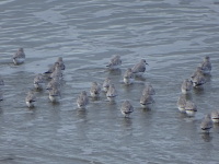 Vignette Becasseau Sanderling (22).jpeg 