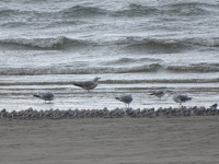 Vignette Becasseau Sanderling (30).jpeg 