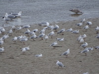 Vignette Mouette rieuse (1).jpeg 