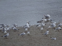 Vignette Mouette rieuse (2).jpeg 