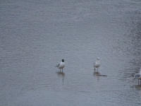 Vignette Mouette rieuse_3.jpeg 