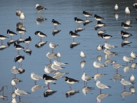 Vignette Mouettes, goelands et huitriers-pies.jpeg 