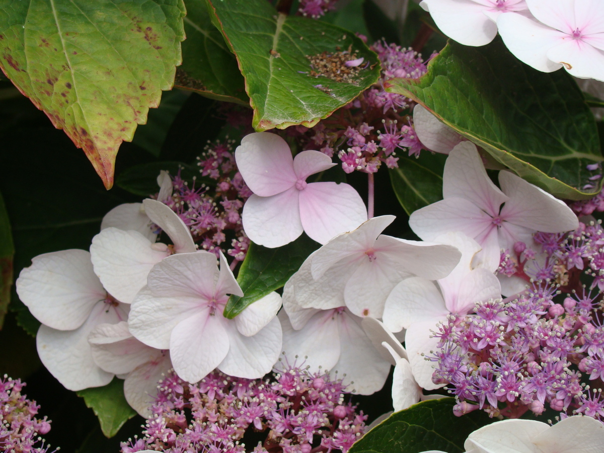 Diapositive 10++Hortensia_Hydrangea_scandens.jpeg 