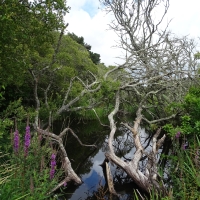 Vignette 50++de_Douarnenez_à_Penmarch.jpeg 