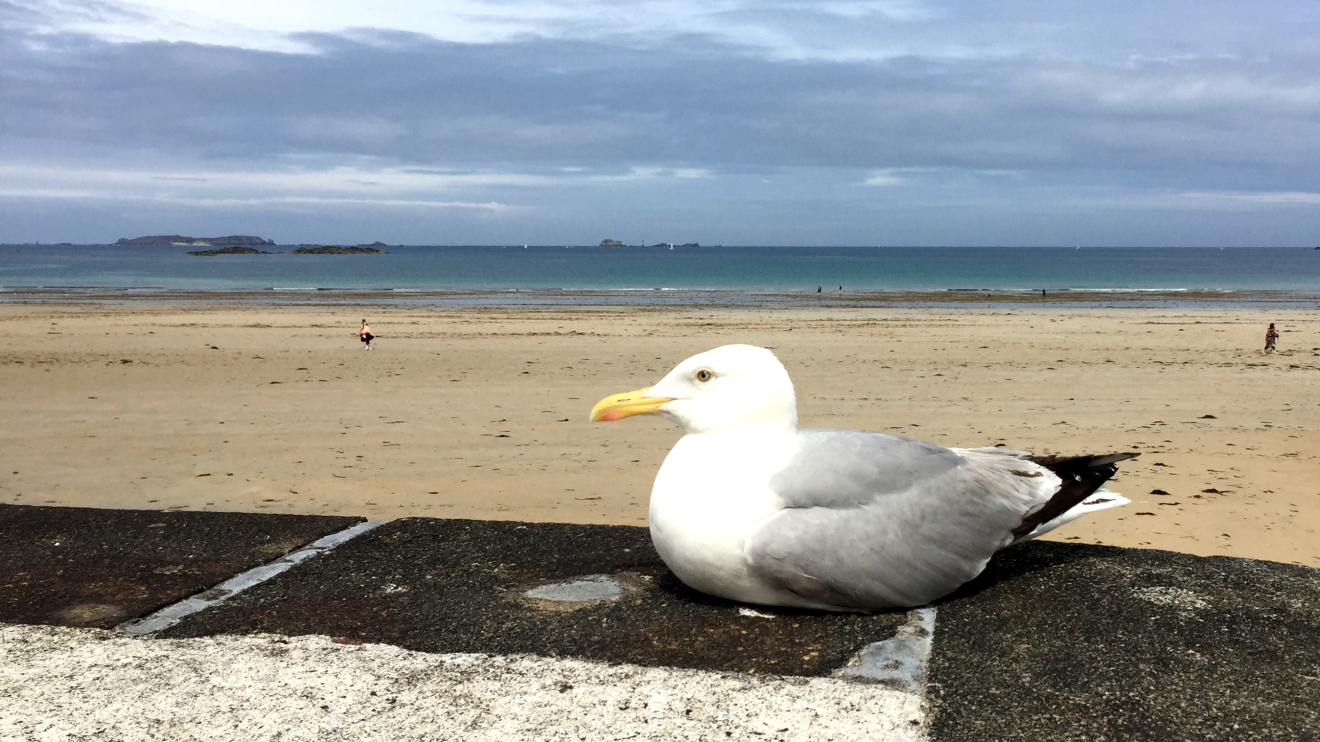 Diapositive 14++St-Malo.jpeg 