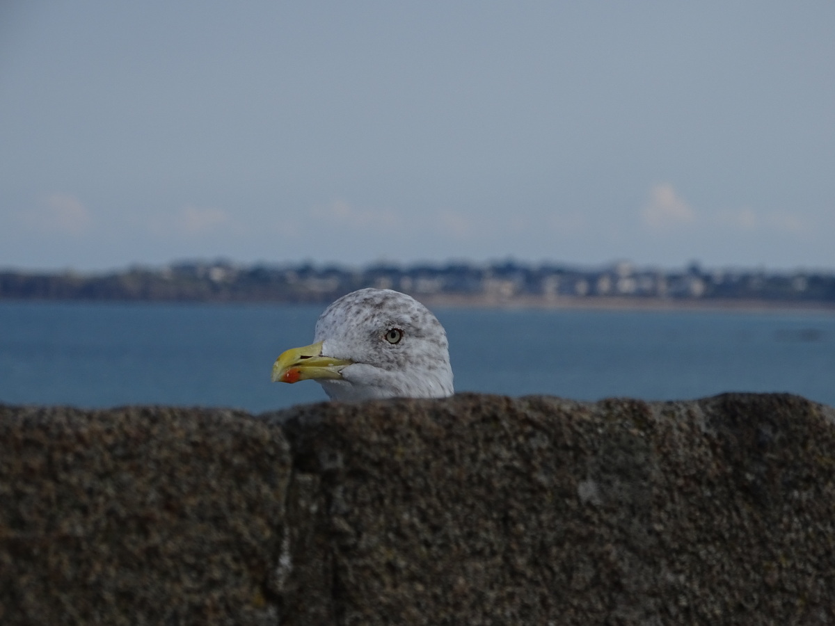 Diapositive 64++Saint-Malo.jpeg 