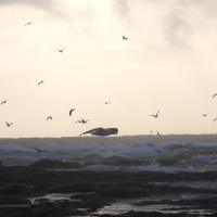 Vignette 13++Tempête_Bella.jpeg 