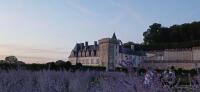 Vignette 16++Villandry.jpeg 