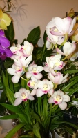 Ouvrir la sous-galerie Orchidées phalaenopsis 