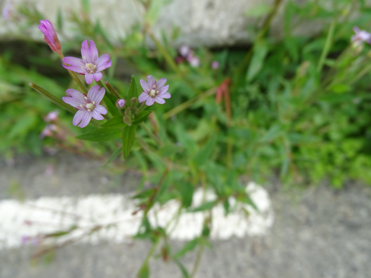 Diapositive Épilobe (Epilobium).jpeg 