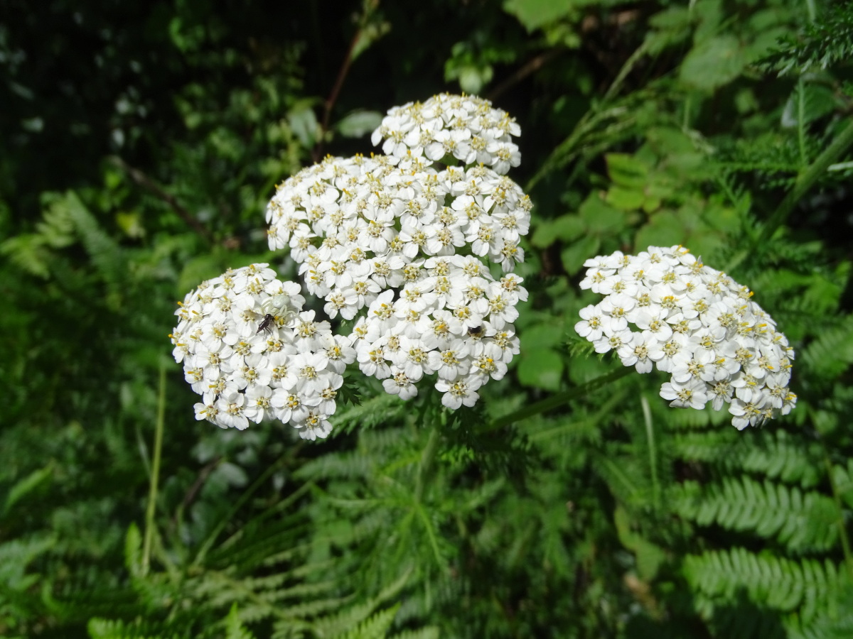 Diapositive Achillee millefeuille (Achillea millefolia) .jpeg 