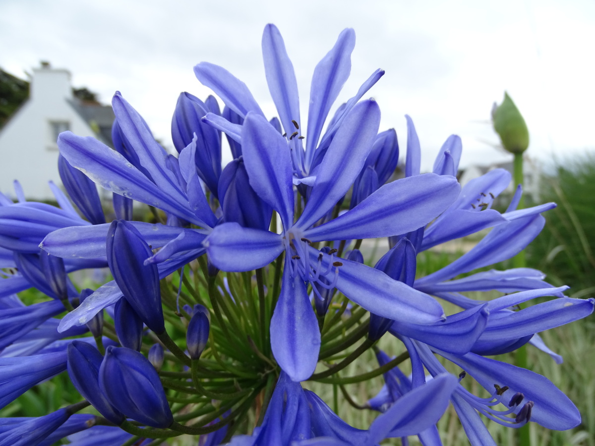 Diapositive Agapanthe (Agapanthus).jpeg 