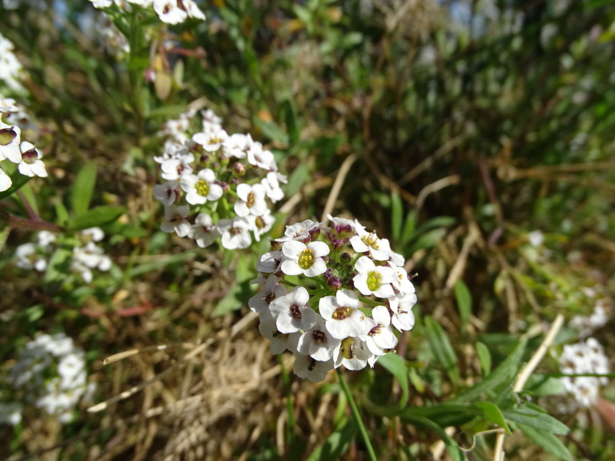 Diapositive Alysson maritime (Lobularia maritima).jpeg 