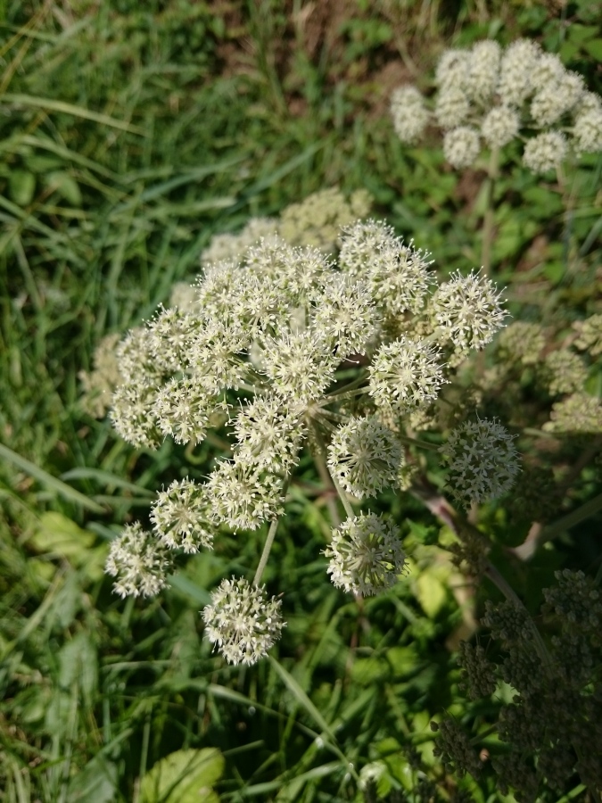 Diapositive Angélique vraie ou Angélique officinale - Angelica archangelica.jpeg 