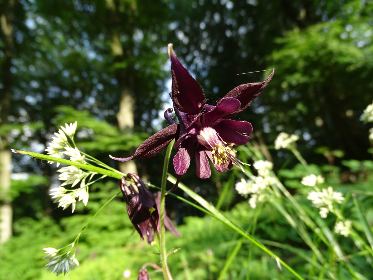 Diapositive Aquilegia, Ancolie noirâtre (Aquilegia atrata).jpeg 